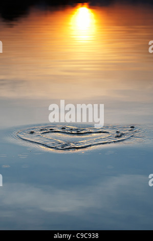 Herzförmige Wasser Wellen auf der Oberfläche eines Sees in Indien bei Sonnenaufgang Stockfoto