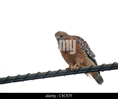 Roter Falke auf Draht Stockfoto