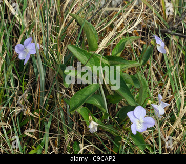 Fen-violett oder Turlough Veilchen - Viola persicifolia Stockfoto