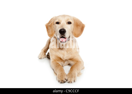 Golden Retriever Hund Welpe isoliert auf weißem Hintergrund Stockfoto