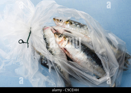 Frische rohe Sardinen in Plastiktüte Stockfoto