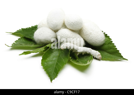 Seidenkokons mit Seidenraupe auf grüne Mulberry Leaf Stockfoto