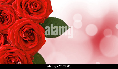 Rote Rosen Stockfoto