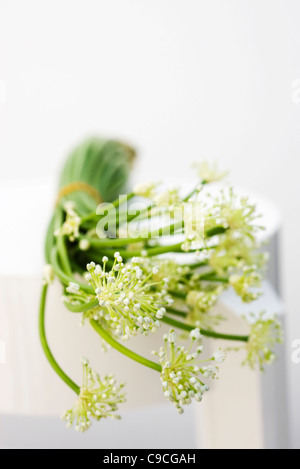 Knoblauch-Blumen, als Zutat zu kochen Stockfoto