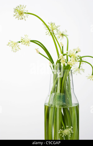 Knoblauch-Blumen, als Zutat zu kochen Stockfoto