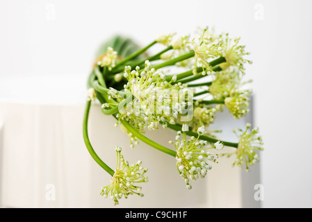 Knoblauch-Blumen, als Zutat zu kochen Stockfoto