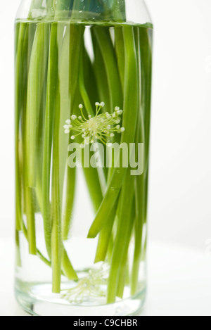 Knoblauch-Blumen, als Zutat zu kochen Stockfoto