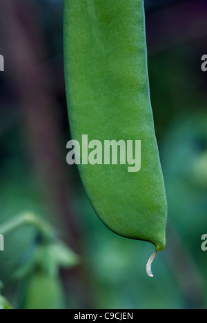 PEA Pod auf Anlage Stockfoto