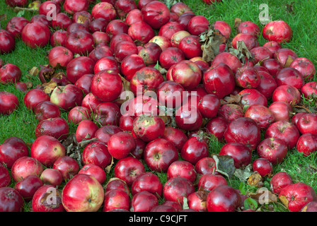 Windfall-Äpfel Stockfoto