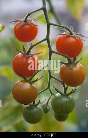 Sungold Kirschtomaten an Rebstöcken Stockfoto