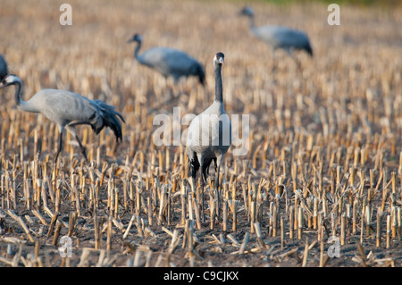 Europäischer Kranich Grus Grus, europäischen Kraniche Stockfoto