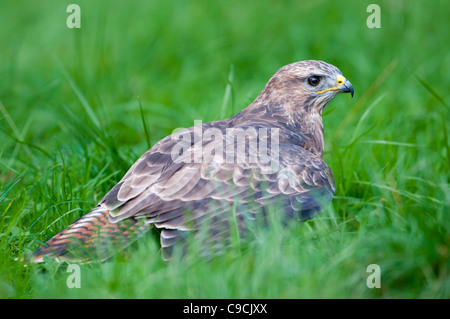 Maeuse Bussard Buteo Buteo, Mäusebussard Stockfoto