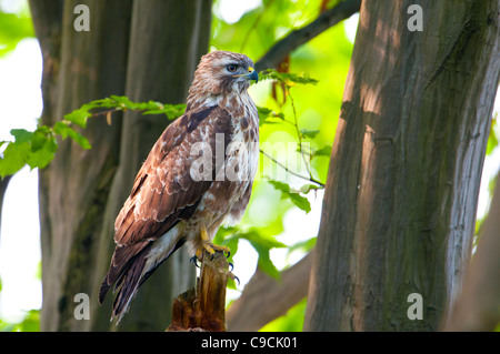 Maeuse Bussard Buteo Buteo, Mäusebussard Stockfoto