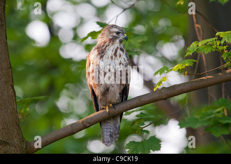 Maeuse Bussard Buteo Buteo, Mäusebussard Stockfoto