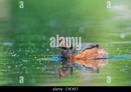 Schwarzhalstaucher, Podiceps Nigricollis, Schwarzhalstaucher Stockfoto