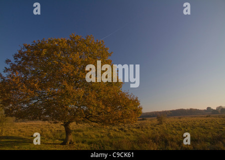 Ein Herbst steht Eiche gebadet im goldenen späten Nachmittag Sonnenlicht bei Redgrave & Lopham Fen Natur reservieren in Suffolk, England Stockfoto