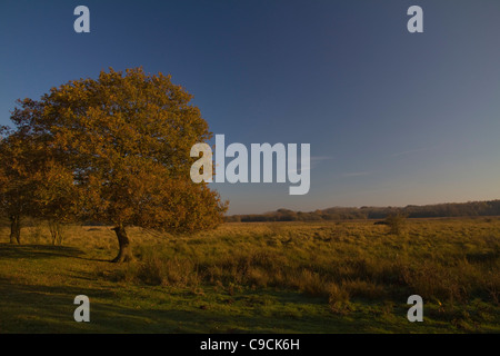 Ein Herbst steht Eiche gebadet im goldenen späten Nachmittag Sonnenlicht bei Redgrave & Lopham Fen Natur reservieren in Suffolk, England Stockfoto