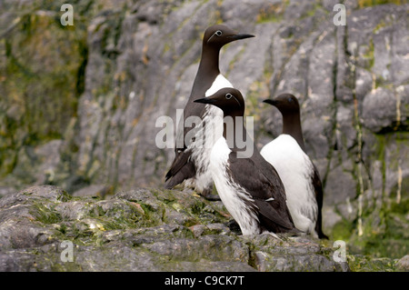 Gemeinsamen Guillemot (Uria Aalge), Soerhamna Bucht, Bäreninsel (Bjørnøya), Spitzbergen, Norwegen Stockfoto