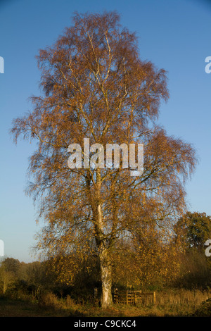Eine herbstliche Birke steht gebadet im goldenen späten Nachmittag Sonnenlicht bei Redgrave & Lopham Fen Naturschutzgebiet in Suffolk, England Stockfoto