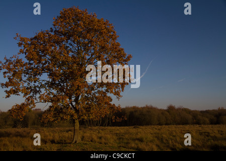 Ein Herbst steht Eiche gebadet im goldenen späten Nachmittag Sonnenlicht bei Redgrave & Lopham Fen Natur reservieren in Suffolk, England Stockfoto