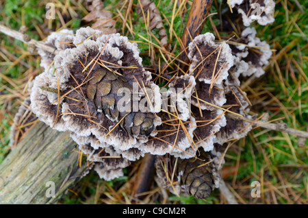 Kruste Pilze, (Stereum) verschlingt gefallenen Lärche Kegel, Larix Decidua, Norfolk, UK, November Stockfoto