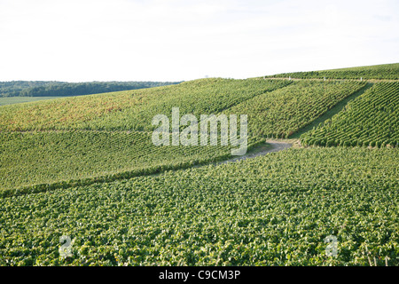 Weinrebe, Weinberge, Champagne, Frankreich Stockfoto