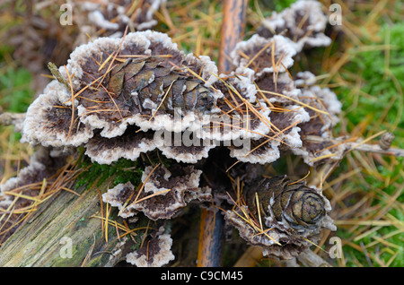 Kruste Pilze, (Stereum) verschlingt gefallenen Lärche Kegel, Larix Decidua, Norfolk, UK, November Stockfoto