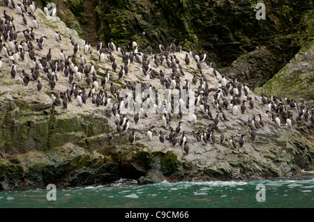 Kolonie von gemeinsamen Guillemot (Uria Aalge), Soerhamna Bucht, Bäreninsel (Bjørnøya), Spitzbergen, Norwegen Stockfoto