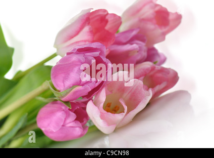 fresh pink tulips bouquet , close up shot Stockfoto