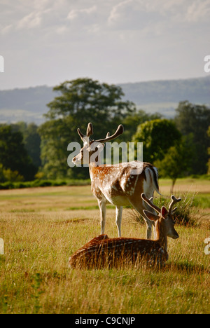 Ein paar männliche Damhirsche Ausschau über Knole Park im Sommer. Sevenoaks, Kent Stockfoto