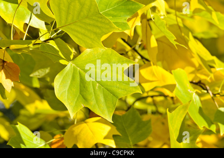 Amerikanische Tulpenbaum (Liriodendron tulipifera) Stockfoto