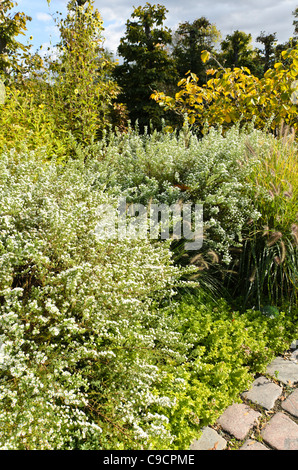 Heide Aster (Aster ericoides chneetanne') Stockfoto