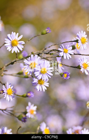 Glatte Aster (Aster laevis) Stockfoto