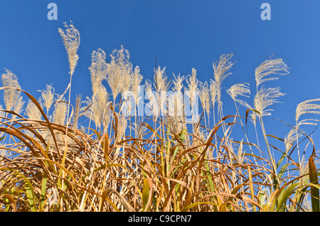 Amur silber Gras (Miscanthus sacchariflorus) Stockfoto