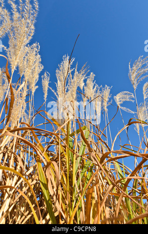 Amur silber Gras (Miscanthus sacchariflorus) Stockfoto