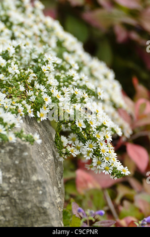 Aster (Aster speciosus 'Connecticut') Stockfoto