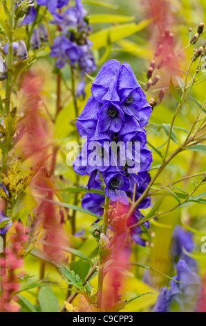 Der carmichael Eisenhut (aconitum carmichaelii) Stockfoto