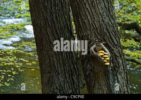 Gemeinsame Hainbuche (Carpinus betulus) mit Pilzen an einem Bergbach Stockfoto