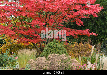 Japanischer Ahorn (Acer palmatum 'autumn Glory') Stockfoto