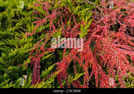 Tempel Wacholderbeeren (Juniperus sabina tamariscifolia'') und fischgr cotoneaster (cotoneaster Horizontalis) Stockfoto