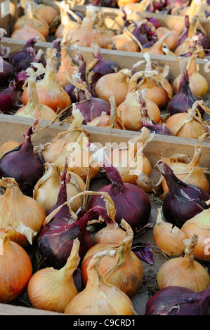 Rote und weiße Maincrop Zwiebeln Gewächshaus Inszenierung, geschnitten und bereit für den letzten Winter, Norfolk, UK, November Stockfoto