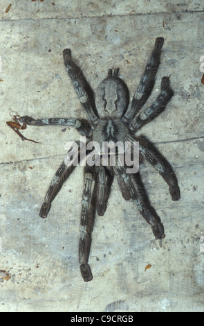 Sri-Lanka ornamentalen Tarantula (Poecilotheria Fasciata), Sri Lanka Stockfoto
