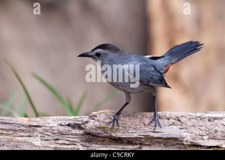 Grauer Catbird, Dumetella carolinensis, im Hinterhof in McLeansville, North Carolina. Stockfoto