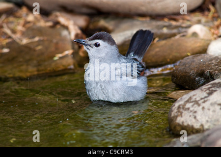 Graue Catbird, Dumetella Carolinensis, Baden in einem Teich in McLeansville, North Carolina. Stockfoto