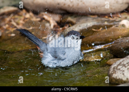 Graue Catbird, Dumetella Carolinensis, Baden in einem Teich in McLeansville, North Carolina. Stockfoto