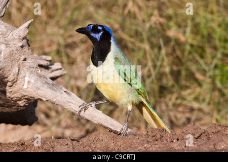 Green Jay, Cyanocorax yncas, auf der Javelina-Martin Ranch und Refuge in der Nähe von McAllen, Texas, im Rio Grande Valley. Stockfoto