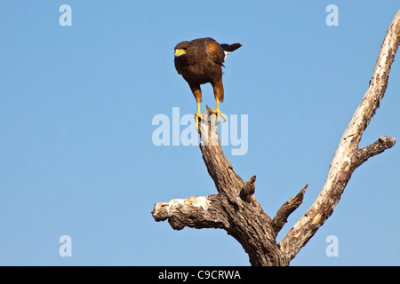 Harris Hawk oder Harris Hawk, Parabuteo Unicinctus im Javelina-Martin Wildlife Refuge. Stockfoto