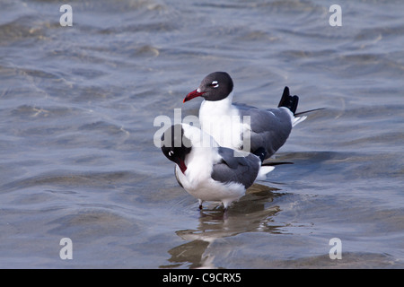 Laughing Gulls im South Padre Island Birding and Nature Center in South Texas. Stockfoto