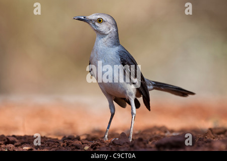 Nördlicher Mockingbird, Mimus polyglottos, der auf einer Ranch in Süd-Texas nach Entspannung von der Sommerhitze sucht. Stockfoto