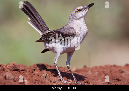 Nördlicher Mockingbird, Mimus polyglottos, der auf einer Ranch in Süd-Texas nach Entspannung von der Sommerhitze sucht. Stockfoto